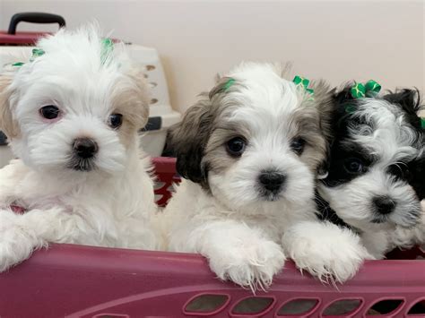 With their breeder, waiting for you! Maltipoo Puppies For Sale | Minneapolis, MN #293783