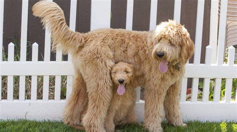 Goldendoodle Growth Chart Puppy Milestones And What To Expect