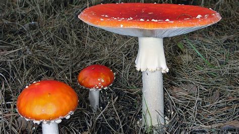 172 The Genus Amanita Fungus Fact Friday