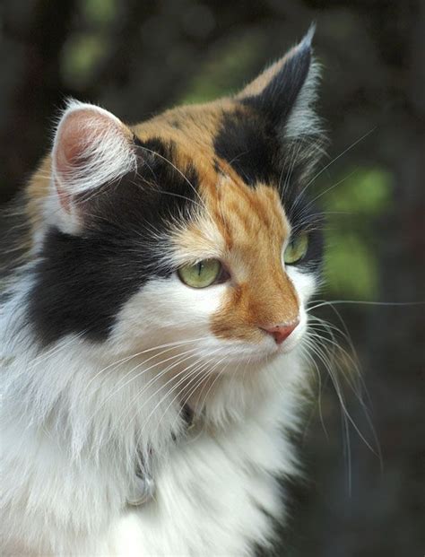 Calico With Tabby M On Face Cat Cat Pretty Cats Cats Cute Cats