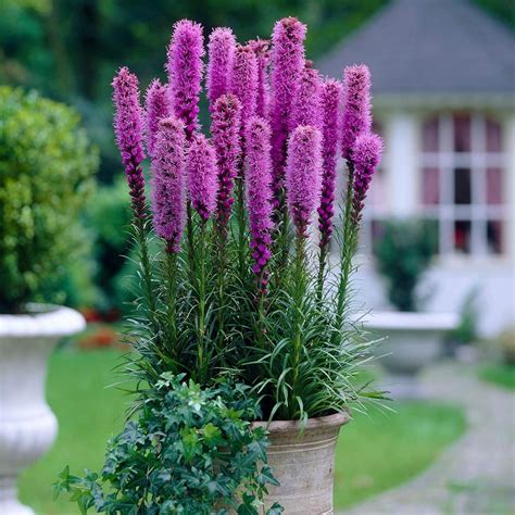 Learn how to properly buy, plant, grow and care for flower bulbs by linda hagen. Van Zyverden Blazing Star Liatris Spicata Bulbs (25-Set ...