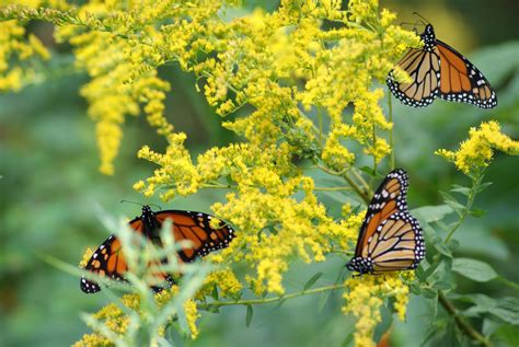Monarch Butterflies On Goldenrods Birds And Blooms Monarch