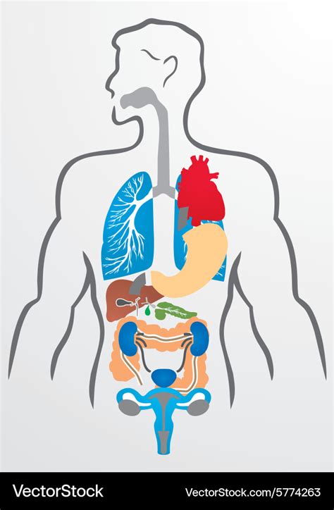Human Organs And Body Royalty Free Vector Image