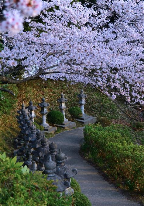 Cherry Blossom Path Cherry Blossoms Cover A Path Up To A L Flickr