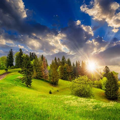 Forest On Hillside Meadow In Mountain At Sunset Stock Photo Image Of