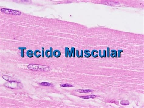 Tecido Muscular Liso USP