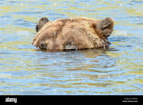Brown Bear High Resolution Stock Photography And Images Alamy