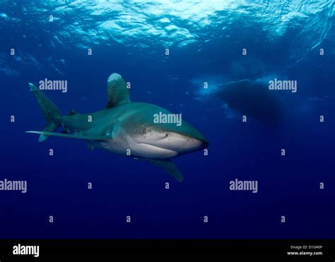 Oceanic Whitetip Shark Open Mouth Hi Res Stock Photography And Images