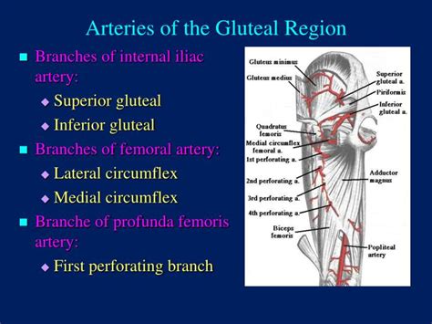 Ppt The Gluteal Region Buttock Powerpoint Presentation Id2951081