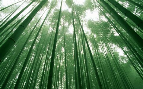 Bamboo Forest Wallpaper Hd Wallpaper Wallpaperlepi