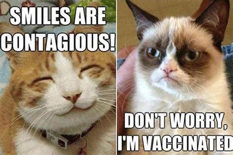 20 Cat Memes To Make You Laugh The Fuzzy Fanatic