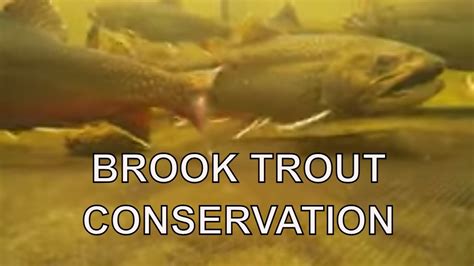 Brook Trout Conservation At Work Youtube