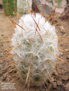 Do not fertilize during the flowering winter period: Oreocereus trollii • Old Man of the Andes aka Old Man of ...