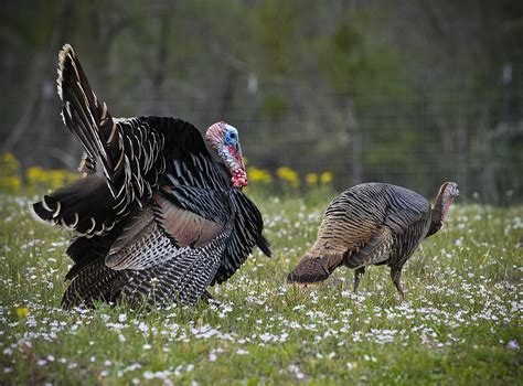 Texas Sized Turkeys And Their Tie To The Lone Star State Hppr