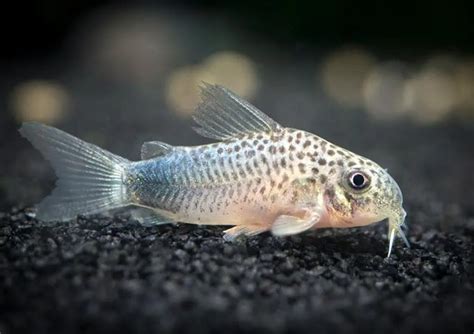 10 Best Freshwater Fish Species For Aquarium The Buzz Land Aquarium