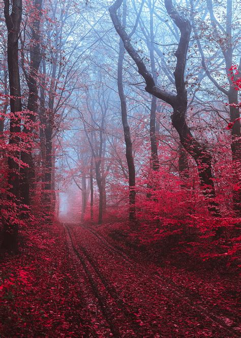 Path Forest Fog Trees Red Hd Phone Wallpaper Peakpx