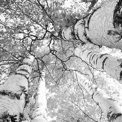 White Birch Trees Birch Tree Art Tree Wall Art Birch Forest Photo