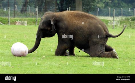 Four Year Old Asian Elephant Euan At Whipsnade Zoo In Bedfordshire