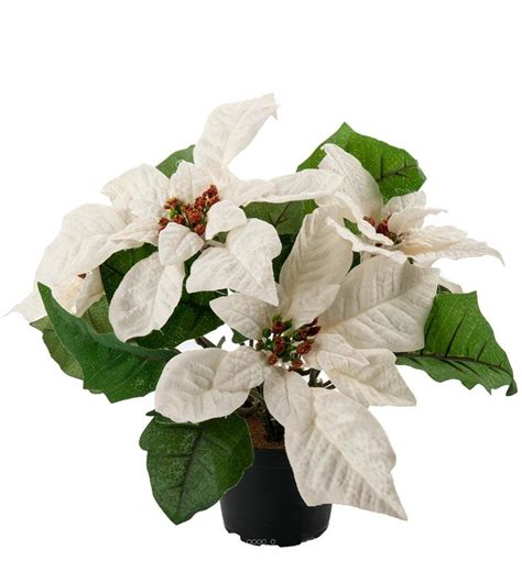 Poinsettia Artificiel En Pot H Cm Tres Dense Fleurs Creme Leroy