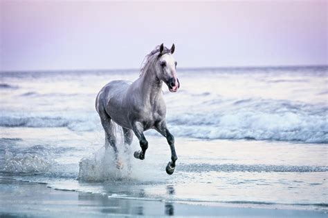 Horse Running On Beach By Lisa Van Dyke