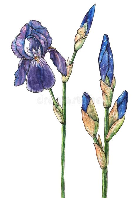 Acuarela Dibujado A Mano Flores De Iris Elemento Floral Aislado
