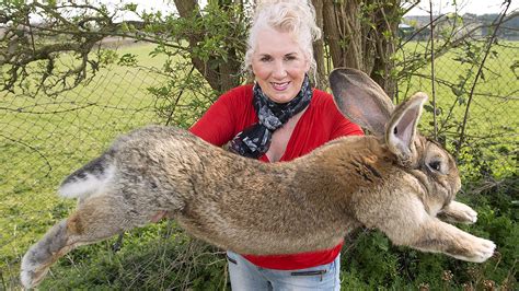 The national federation of flemish giant rabbit breeders recognizes black, blue, fawn, light gray, steel gray, sandy, and white as the official color varieties. Meet the Flemish Giant, the bunny behind United's latest ...