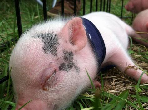Full Grown Teacup Pigs Cute Miniature Pigs For Sale
