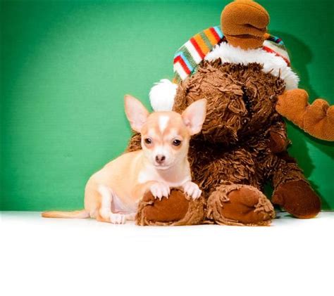 Below are our newest added chihuahuas available for adoption in ohio. Teacup Serena is one of our CHIHUAHUA PUPPIES FOR ADOPTION ...