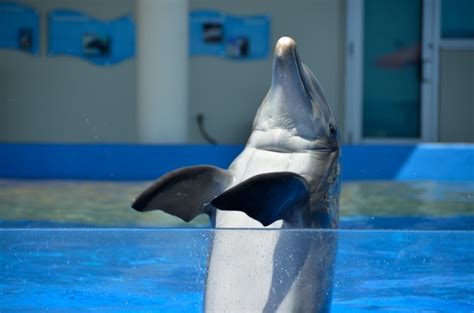 Dolphin At Aquarium Free Stock Photo Public Domain Pictures
