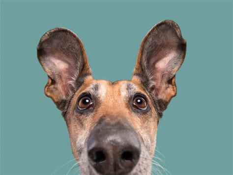 What Gear Does Elke Vogelsang Use To Take Her Hilariously Expressive