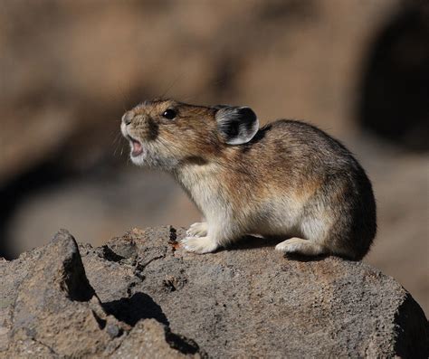 Study Geography Not Genetics Influences American Pikas Response To