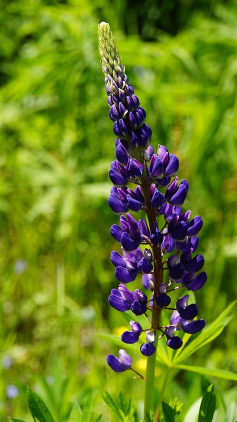 Free Images Nature Meadow Green Botany Flora Wildflower Lupine