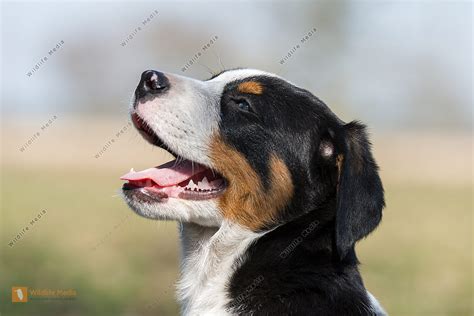 Großer Schweizer Sennenhund Bild Bestellen Naturbilder Bei Wildlife Media