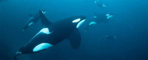 Myth Busting Swimming With Orcas In Norway