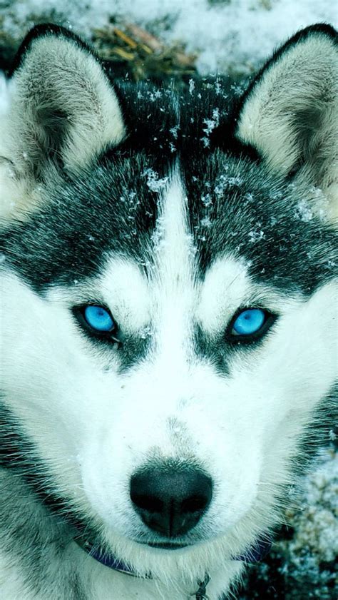 Download Siberian Husky Iphone Wallpaper Cute Dog By Hannahpierce