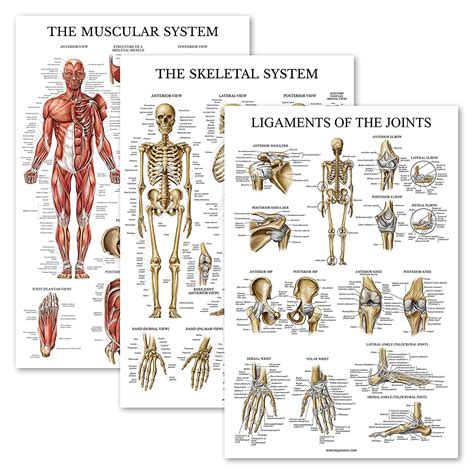 Buy 3 Pack Muscle Skeleton Ligaments Of The Joints Anatomy Poster