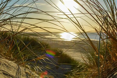 Dune With Beach Grass At Sunset Stock Image Image Of Landscape Sandy