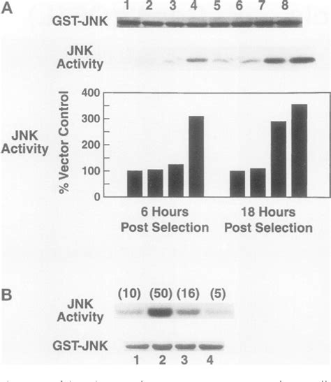 Figure 4 From The Small GTPase Cdc42 Initiates An Apoptotic Signaling