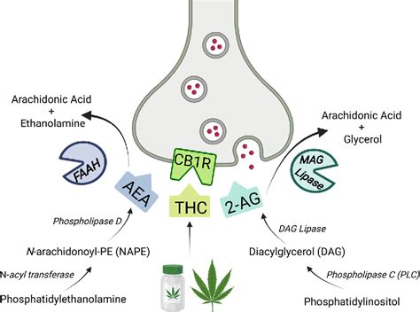 Figure 1 From Targeting The Endocannabinoid System In The Treatment Of