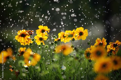 Daisy Flower With Rain Drops Stock Photo Adobe Stock
