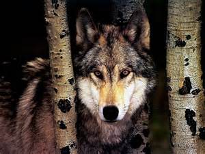 Image result for wolf pics