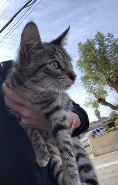 Found Cat Unknown In Los Angeles Ca Lost My Kitty