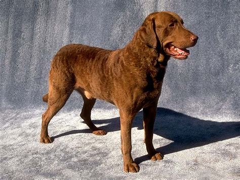 Labrador Retriever Chocolate Dog Breeds