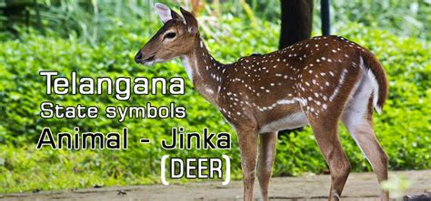 Top 129 National Animal Of Telangana