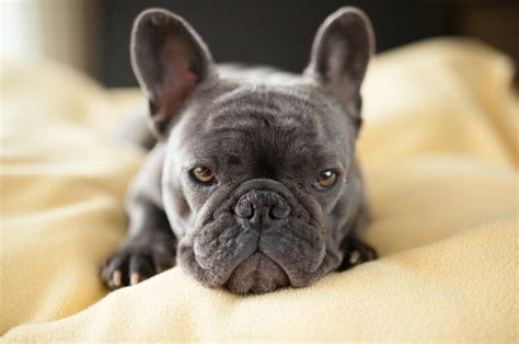 Find out the prices of the french bulldog and all the costs of it maintenance. Bulldog Puppies Price In Sri Lanka