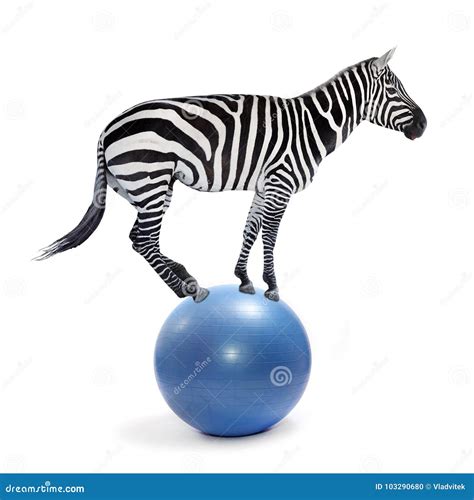 African Zebra Balancing On A Ball Stock Photo Image Of Ballance