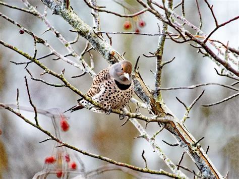 We did not find results for: Northern Flicker - eBird | Northern flicker, Birds, Flicker