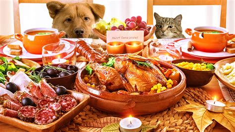 Five Ways To Keep Pets And Patients Safe This Thanksgiving Cutting