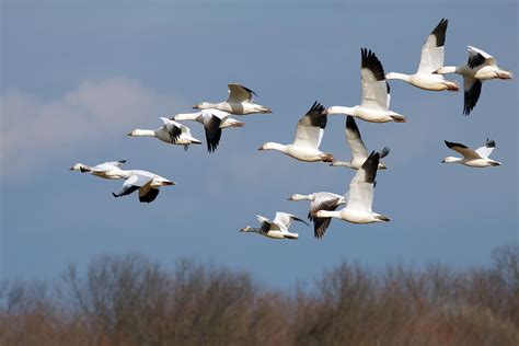 Migrating Birds From Poland May Pose Bird Flu Threat In Lithuania Lrt