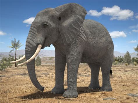 African Elephant 3d Model By Squir